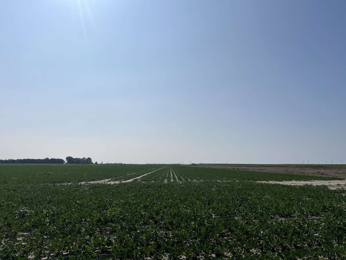 Rondje op de #akker. Veel gebeurd afgelopen week. Eerste aardappels gerooid en groenbemester gezaaid. Droogte laat zijn sporen wel nu. #teelt25 #harvest25