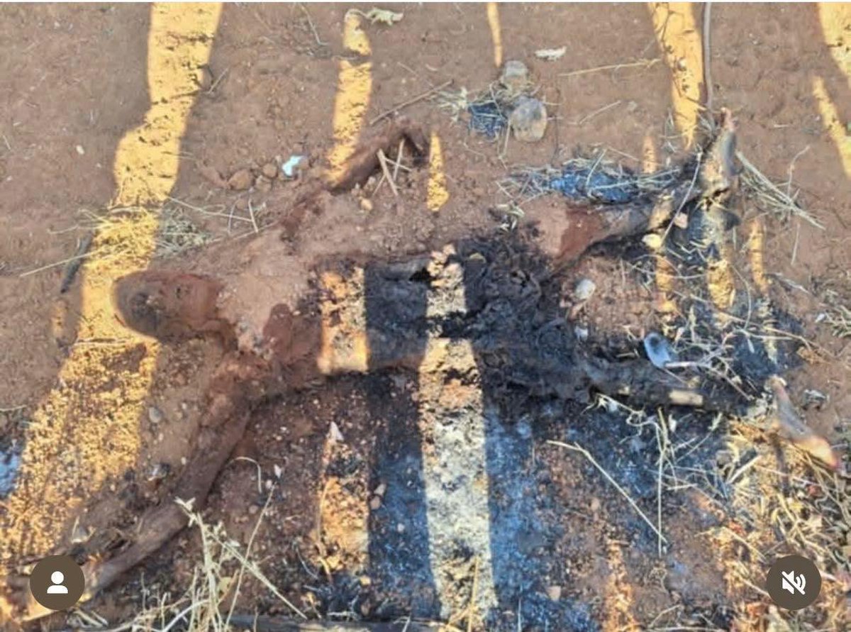 truth_SW25's tweet photo. توثيق أولي | Preliminary Documentation
ريف السويداء الشمالي – 8 آب 2025 | Northern Sweida Countryside – August 8, 2025
اليوم، بعد السماح المحدود لفرق الهلال الأحمر السوري بالدخول إلى بعض قرى ريف السويداء الشمالي، تكشف حجم جريمة الحرب المرتكبة بحق المدنيين، والتي اتّسمت بوحشية مروعة وغياب كامل للرقابة والمحاسبة.
جثث الشهداء كانت متفسخة بعد أن تُركت لأكثر من 25 يومًا في العراء دون دفن. بعض الجثث وُثقت محروقة وأخرى مقطّعة. هذه الأفعال تمثل جرائم حرب وجرائم ضد الإنسانية، تتحمل مسؤوليتها سلطة الجولاني وعصابات العشائر بدعم مباشر من القوات الحكومية.
ورغم دخول فرق الهلال الأحمر، لم يُسمح لأي جهات مستقلة أو محلية بالدخول، ما يعزز المخاوف من طمس الأدلة قبل توثيق الحقيقة.
نحمّل المسؤولية الكاملة لكل من:
 • القوات الحكومية، بصفتها الجهة المسيطرة.
 • سلطة الجولاني – النسخة المعدلة من تنظيم القاعدة.
 • كل من حرّض أو صمت أو برر هذه الجرائم.
ما يحدث ليس حدثاً عارضاً، بل مجزرة مستمرة تستهدف السويداء وأهلها وسط تعتيم إعلامي رسمي.
⸻
Today, following limited access granted to Syrian Arab Red Crescent (SARC) teams in northern Sweida countryside, the scale of the war crimes committed against civilians is beginning to emerge.
Decomposed bodies were found in open areas, left unburied for over 25 days. Some corpses were burned, others mutilated—clear indicators of systematic war crimes and crimes against humanity committed by Jolani’s authority and allied tribal militias, with direct backing from government forces.
Despite SARC’s arrival, no independent observers or local volunteers were allowed in, raising concerns of evidence tampering and narrative manipulation.
We hold fully accountable:
 • The government forces, as the controlling authority.
 • Jolani’s faction – an evolved form of Al-Qaeda.
 • Every person who incited, justified, or stayed silent in the face of this horror.
This is not an isolated incident—this is an ongoing massacre targeting Sweida and its people, under full media blackout.

Urgent call to:
@WHO @UNICEF @MSF_intl @ICRC @UN_OCHA @UNHumanRights
to open immediate humanitarian corridors and protect civilians.
#Suwayda #Humanitarian #HumanRights #BreakTheSiege

#Syria #Suwayda
#SaveSuwayda #Sweida
 #UN #ICRC #WFP #UNICEF #WHO #HumanRights #Amnesty #SaveSuwayda #FreeSuwayda #StopTheSiege #StandWithSuwayda #ProtectCivilians #InternationalSupport #HumanitarianAid #PeaceForSuwayda

#Save_Sweida
#Stop_Siege_On_Sweida
#السويداء_تحت_الحصار 
#افتحوا_المعابر_للسويداء
#الغذاء_للسويداء
#الدواء_للسويداء
#المحروقات_للسويداء
#OpenHumanitarianCorridorsForSweida
#FoodForSweida
#MedicineForSweida
#FuelForSweida
#SaveSweida
#SaveAsSuweida
#SaveAsSwaida
