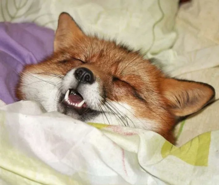 TheFoxLife's tweet photo. https://t.co/JPXbynG7Uy