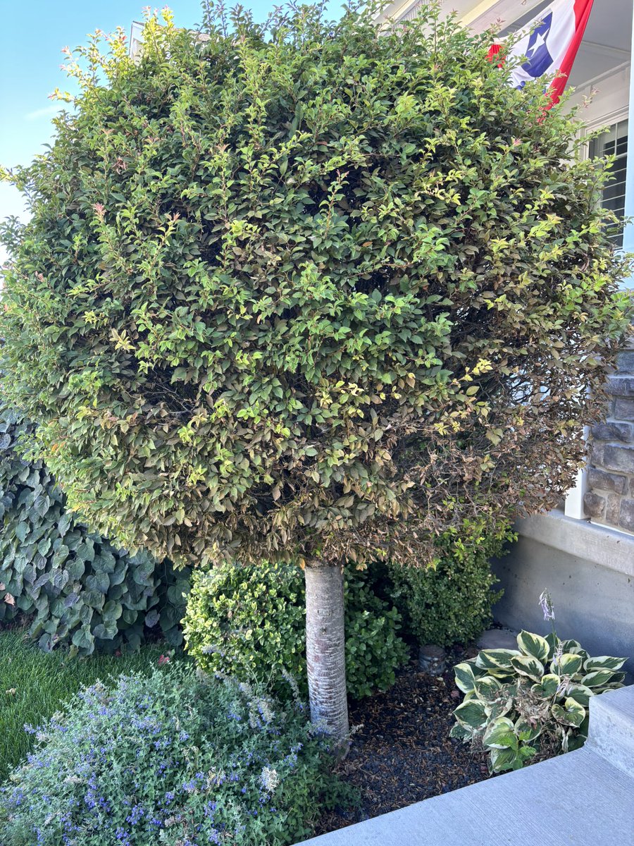 kiwicanuck76's tweet photo. What Trey it’s this? It’s starting to have branches die and yellow at the bottom and not sure why. #PlantID #TreeIdentification https://t.co/tUbx820svH