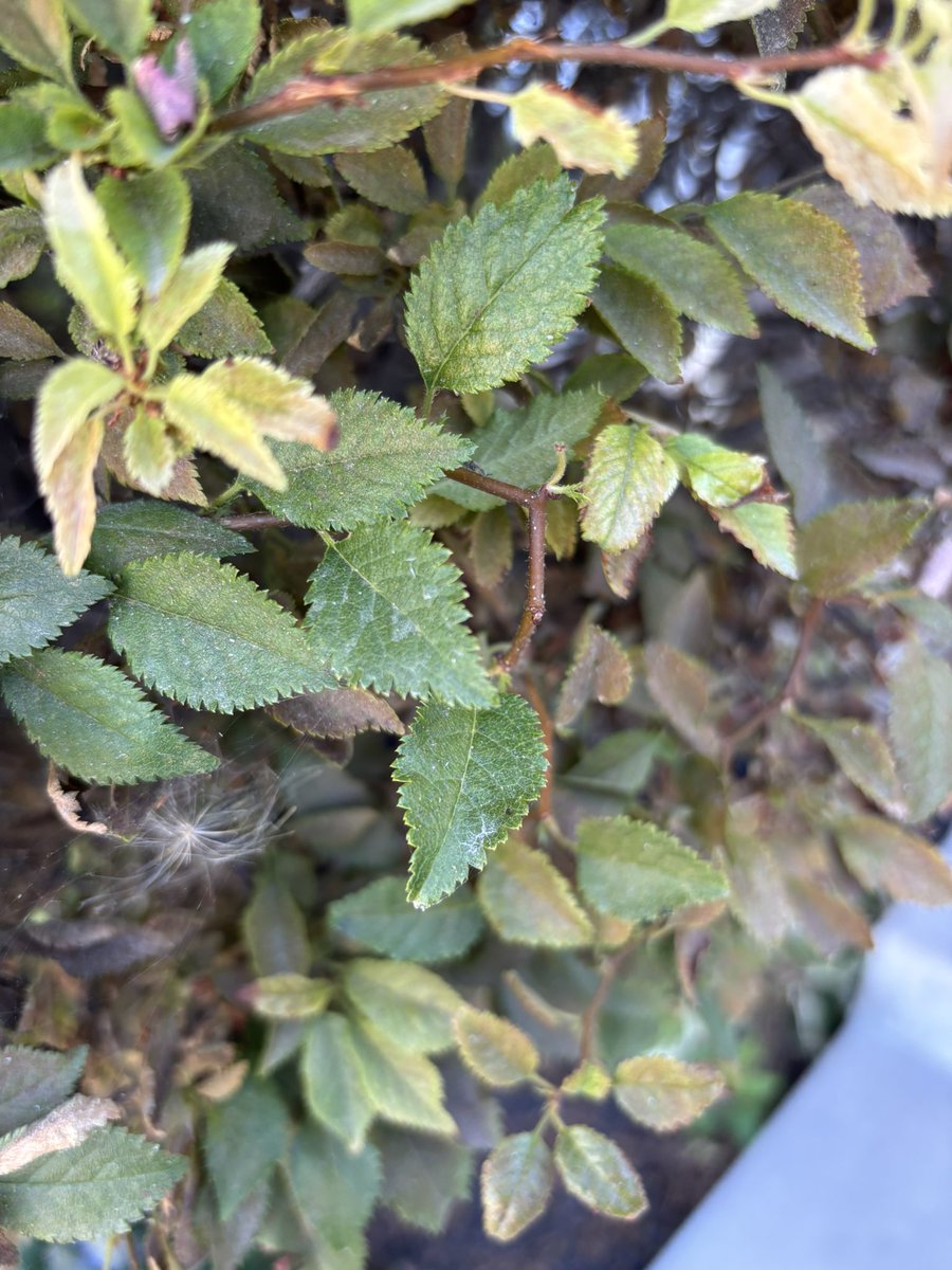 kiwicanuck76's tweet photo. What Trey it’s this? It’s starting to have branches die and yellow at the bottom and not sure why. #PlantID #TreeIdentification https://t.co/tUbx820svH
