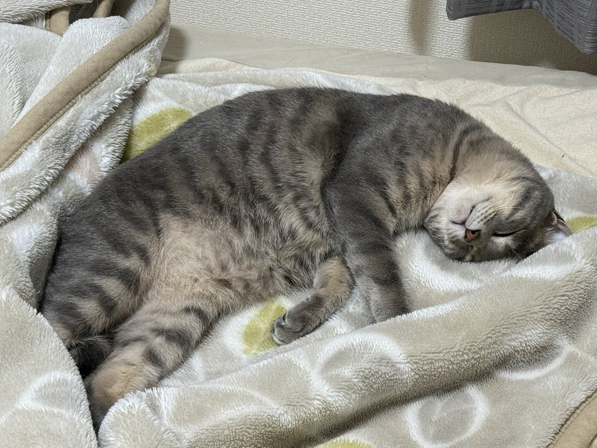 お絵描きしようと思ったけど、ねこがすごくいい匂いしそうだったから…（？）