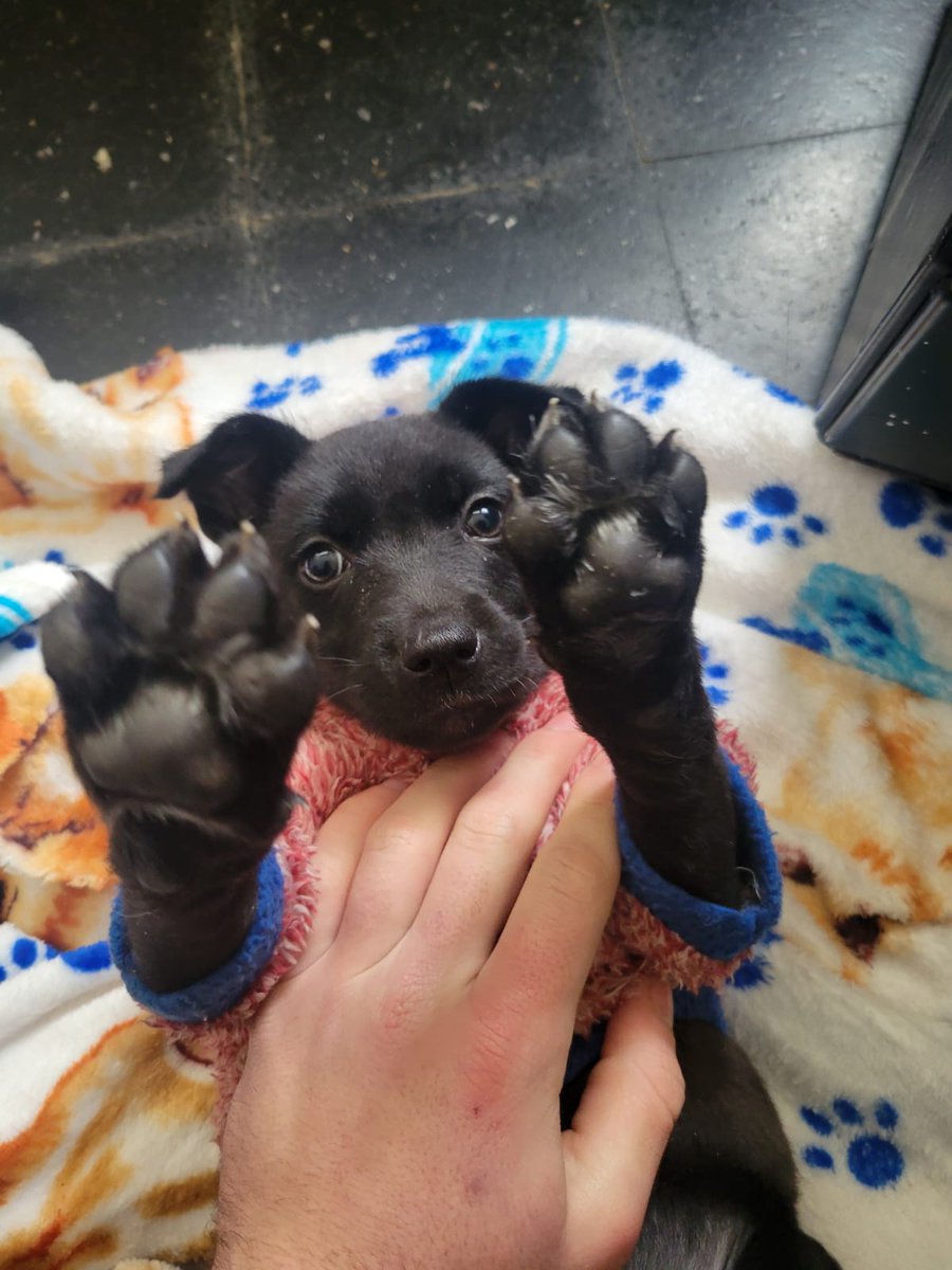 PerdidosEncont's tweet photo. BUSCA HOGAR Tiene 2 meses y fue abandonada junto con sus hermanos que ya fueron adoptados. 
Es muy mimosa ❤️
Cel: 092 453 915 https://t.co/TeDaznQTZk