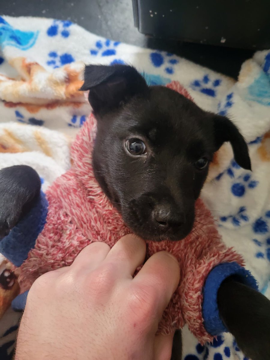 PerdidosEncont's tweet photo. BUSCA HOGAR Tiene 2 meses y fue abandonada junto con sus hermanos que ya fueron adoptados. 
Es muy mimosa ❤️
Cel: 092 453 915 https://t.co/TeDaznQTZk