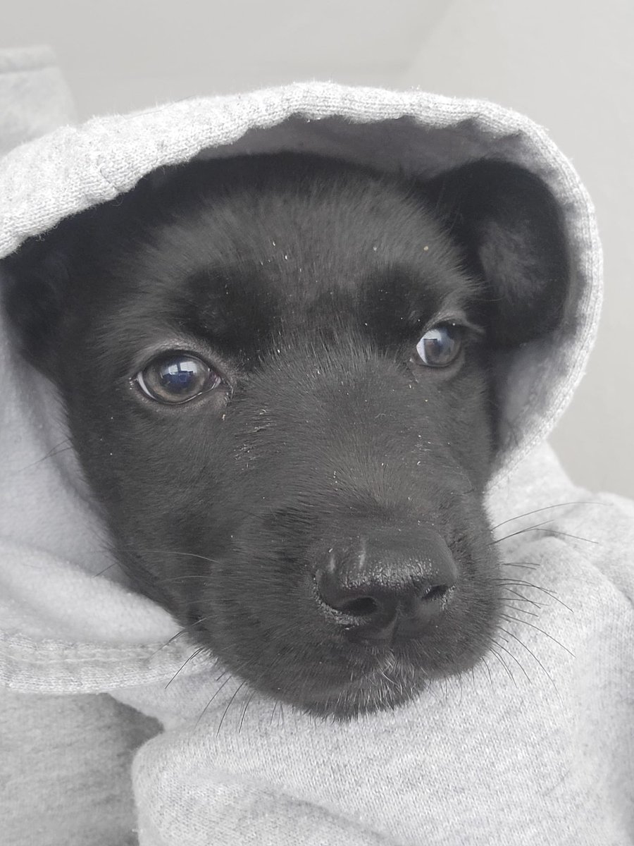 BUSCA HOGAR Tiene 2 meses y fue abandonada junto con sus hermanos que ya fueron adoptados. 
Es muy mimosa ❤️
Cel: 092 453 915