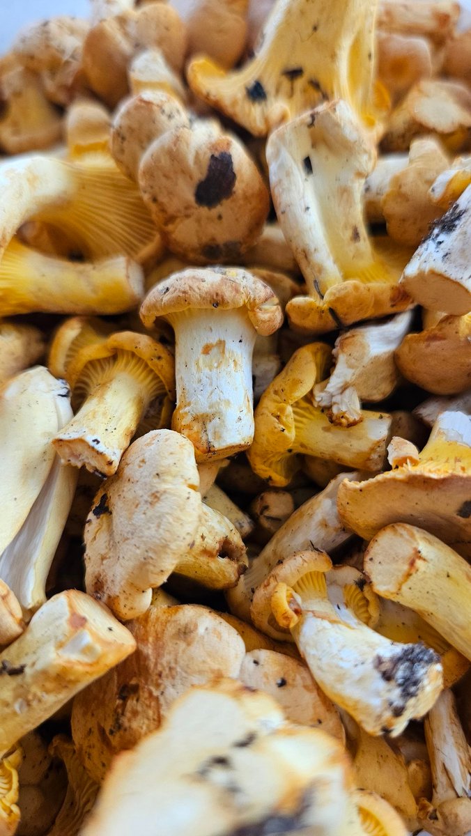 W tym roku są grzyby. Te z Puszczy Białej