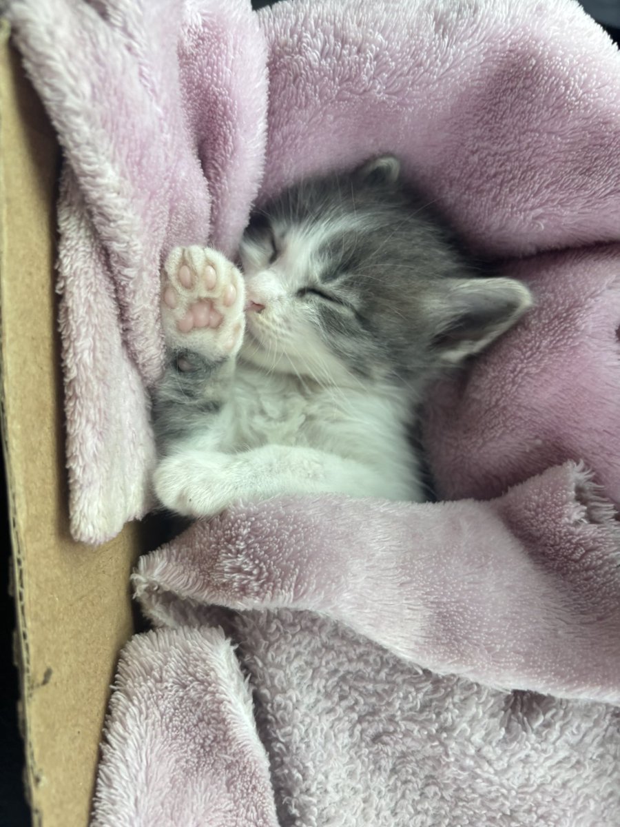 Milgiee's tweet photo. Una de las cosas buenas que me han pasado es este bebé ✨ mis hermanas lo encontraron abandonado y todos los días nos alegra la vida, estoy enamorada de este chiquito🩷 https://t.co/VmLbPFnEq1