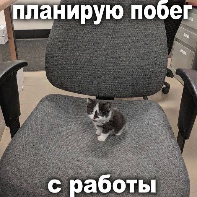 cats, i love cats (@catsilcats) on Twitter photo 