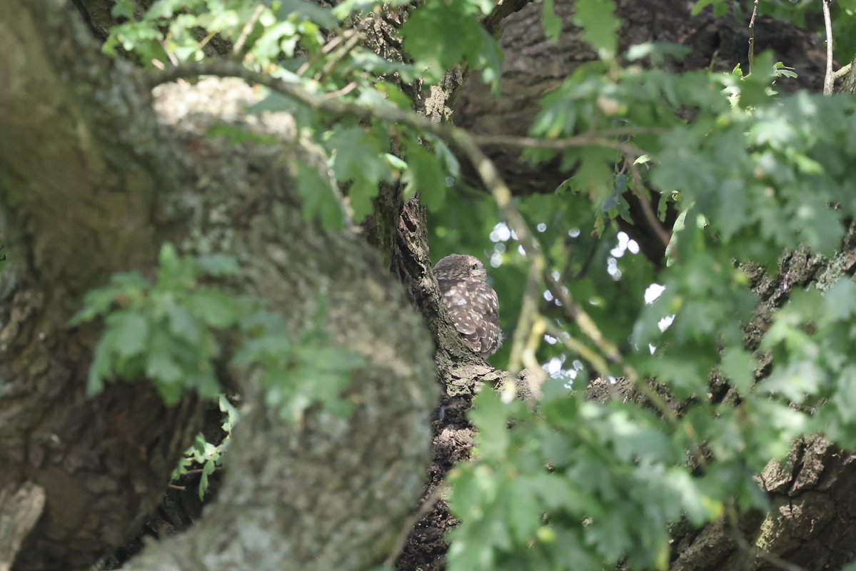 David Hateley (@davidhateley) on Twitter photo The local Little owl and one of its owlets this afternoon. <a href="/Michael80798575/">Michael Hughes</a> <a href="/WestMidBirdClub/">West Midland Bird Club</a> <a href="/Natures_Voice/">RSPB</a> <a href="/stormcabbirds/">stormcabbirds</a> The local Little owl and one of its owlets this afternoon. <a href="/Michael80798575/">Michael Hughes</a> <a href="/WestMidBirdClub/">West Midland Bird Club</a> <a href="/Natures_Voice/">RSPB</a> <a href="/stormcabbirds/">stormcabbirds</a>