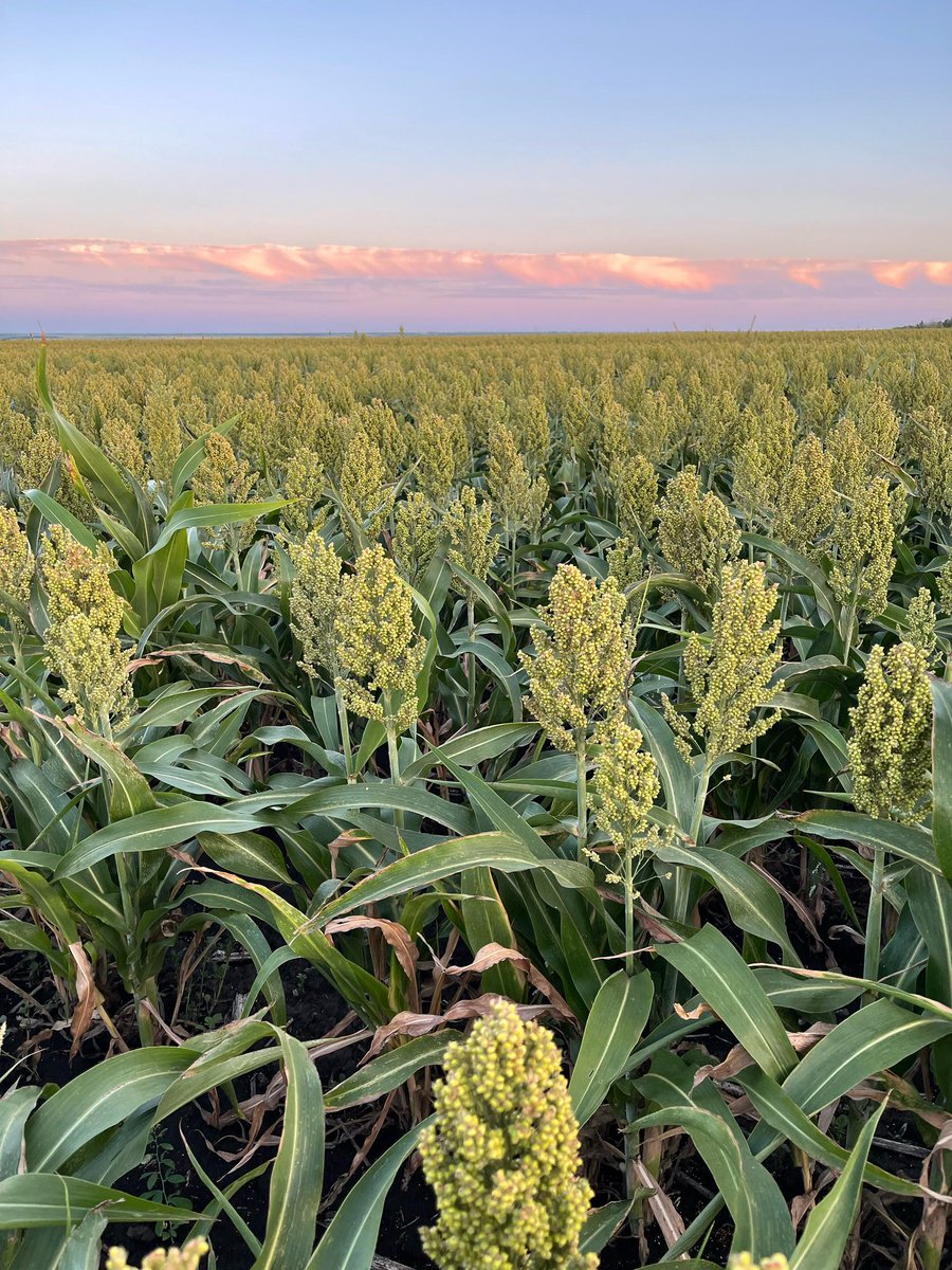 Good evening everybody! 
A field of sorghum... it seems to us that the climate is getting drier and we have been planting sorghum, which is drought-resistant, for several years now...