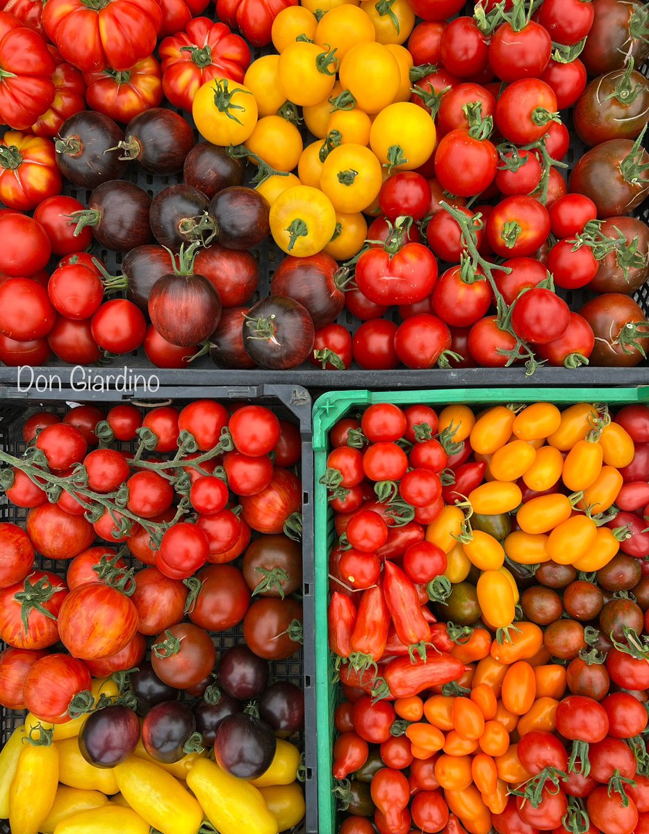 Im Rausch der #Tomaten, besser kann es mir derzeit nicht gehen 🥰 alle 68 Sorten die ich diese Saison angebaut habe liefern mittlerweile reife Früchte, ich bin im Tomatenhimmel angekommen, hier will ich bleiben 😅