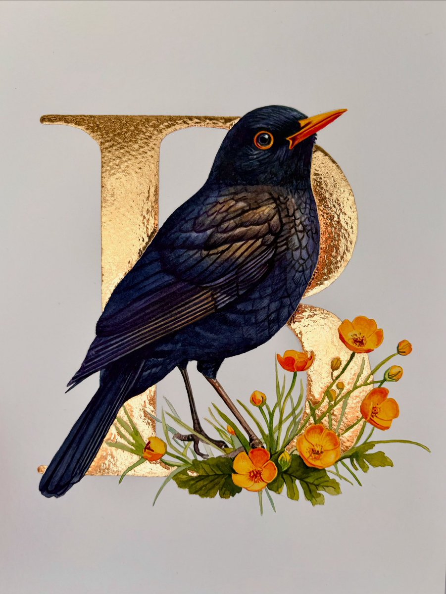 ‘B’ is for Blackbird (and buttercups)
Watercolour, gouache and 24k gold
28 x 21 cms
By Sheila Wallis