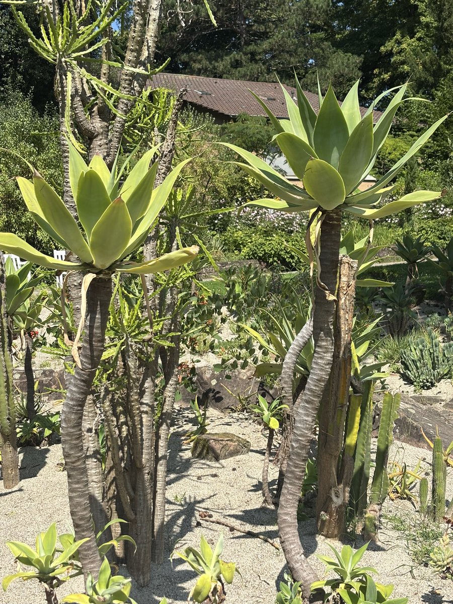 frdvil's tweet image. A wonderful garden, discovered by chance near the border but in Germany, in the city of #Lahr/ Schwarzwald .
A few palms, lots of flowers with gorgeous #dahlias, #waterlilies, #cacti and #succulents, etc…and some pretty birds.