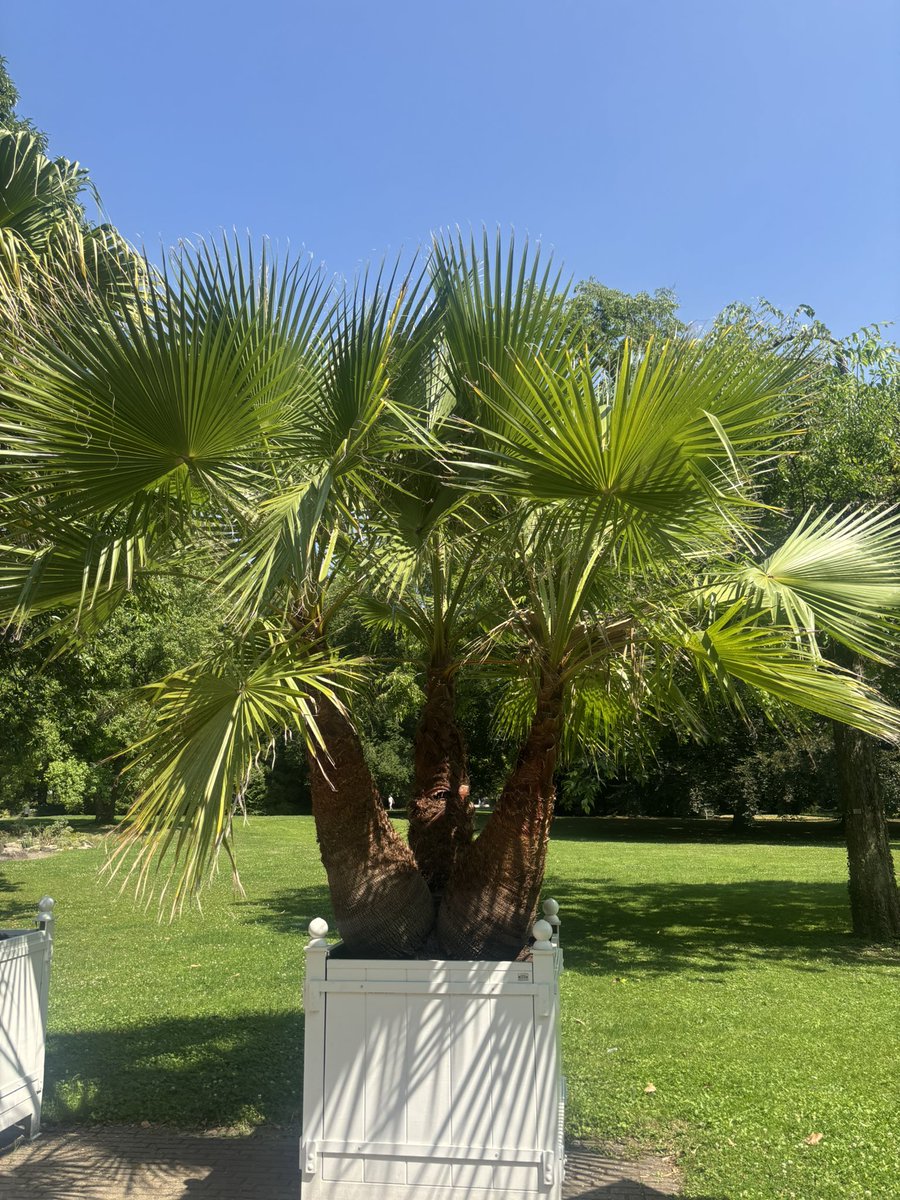 frdvil's tweet image. A wonderful garden, discovered by chance near the border but in Germany, in the city of #Lahr/ Schwarzwald .
A few palms, lots of flowers with gorgeous #dahlias, #waterlilies, #cacti and #succulents, etc…and some pretty birds.