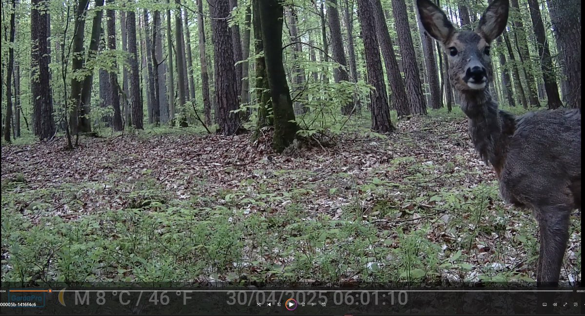 *“Du kommst doch am Dienstag um 13 Uhr in den Stream oder?“*