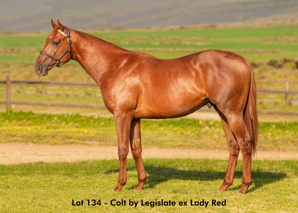 LegislateSaf's tweet photo. This Legislate colt is on offer on the Aug 2YO Sale from Cheveley Stud as lot 134.
He is out of dual Listed placed mare, Lady Red.
He is a half brother to Gr3 winner, Gr2 placed ROLLWITHTHEPUNCHES &amp; Gr2, dual Gr3 &amp; Listed placed Greasepaint.

https://t.co/0NJanql76l https://t.co/heQCKl4sFE