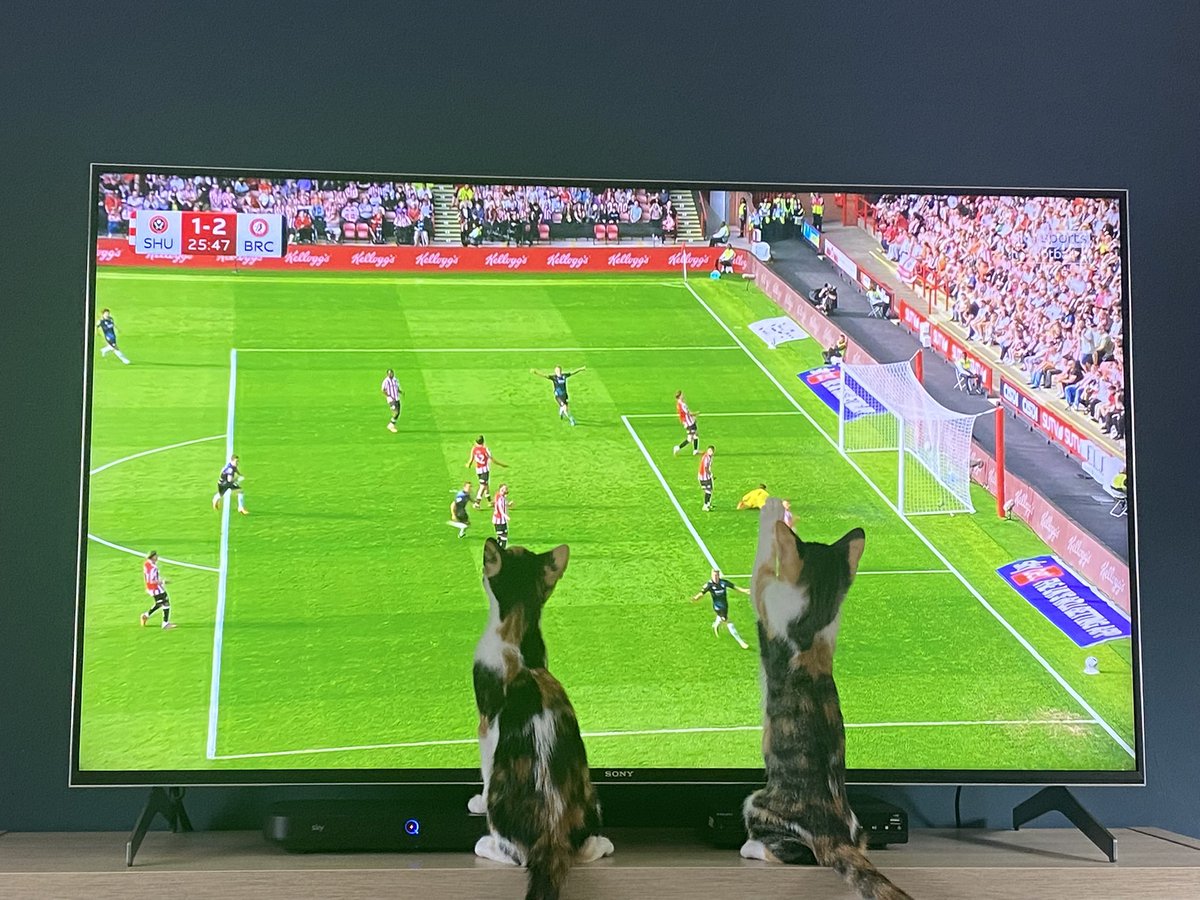 Tessa Coombes (@policytessa) on Twitter photo Watching <a href="/BristolCity/">Bristol City FC</a> win their first game of the season, not easy with 2 kittens trying to join in! Watching <a href="/BristolCity/">Bristol City FC</a> win their first game of the season, not easy with 2 kittens trying to join in!