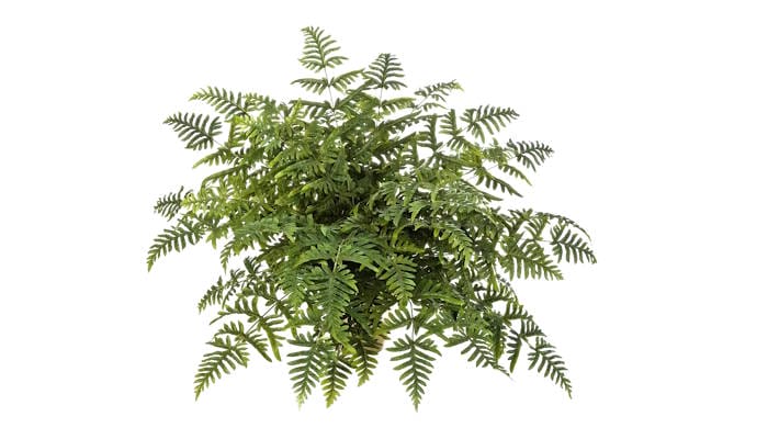 Künstlicher Frauenfarn - Caroline: 50% Rabatt, Gratis-Versand 
gutscheindeal.de/deals/kuenstli…