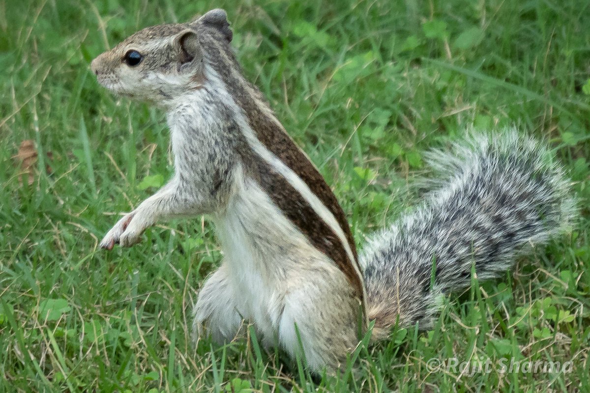 rajitsharma's tweet photo. "The tail says fashion,
The eyes say focus." https://t.co/aHdEp8WSms