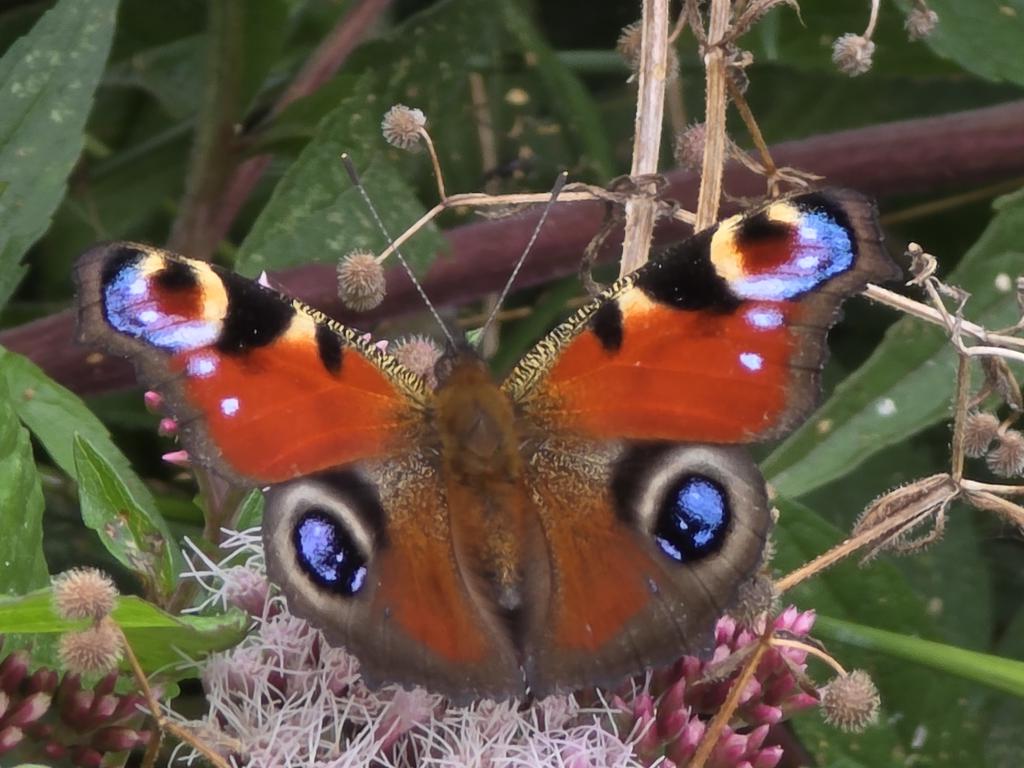 respecting nature tweet media