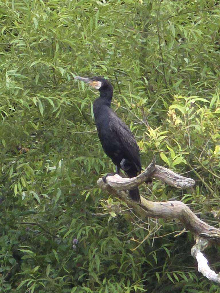 respecting nature tweet media