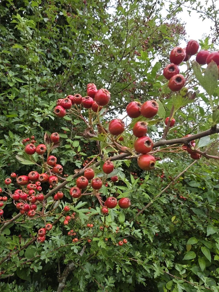 respecting nature tweet media