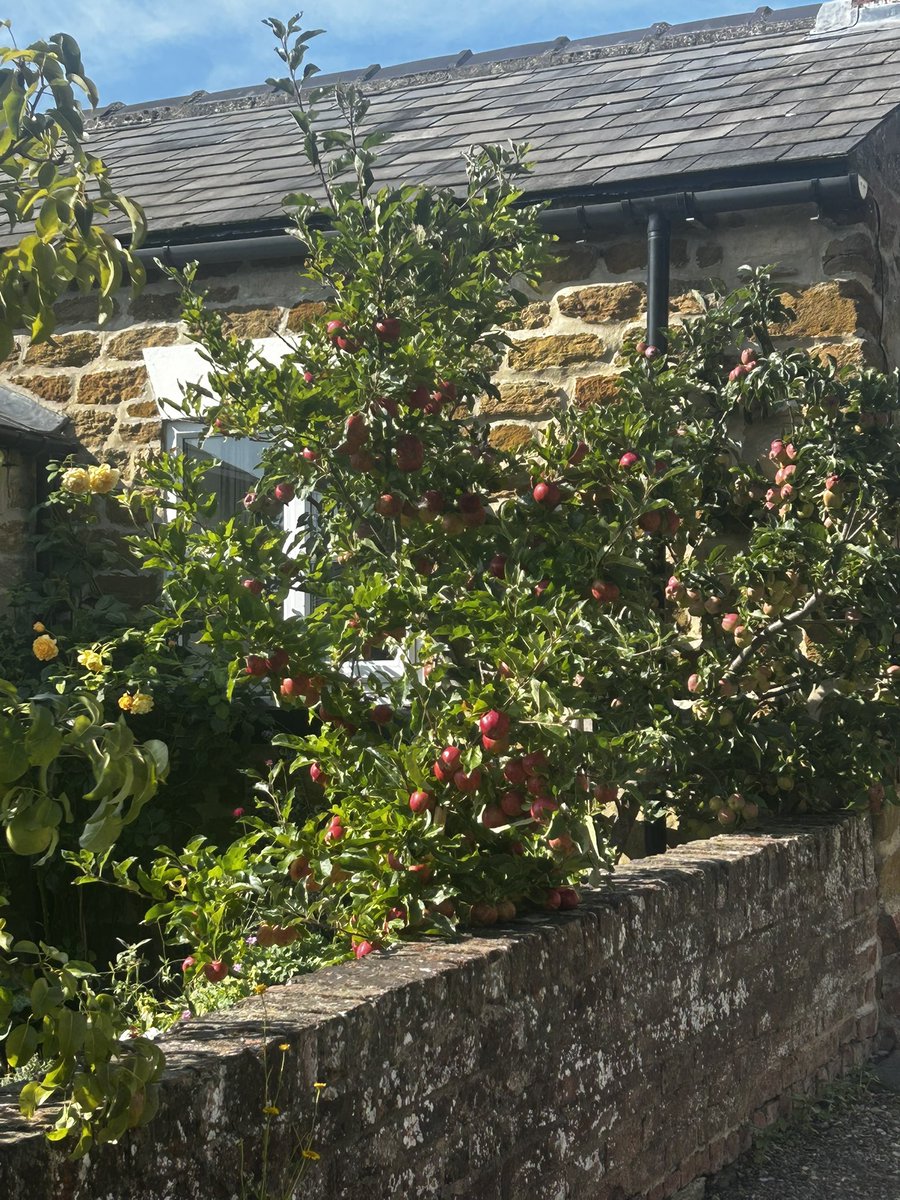 silverhills64's tweet image. The abundance of fruit in this area is astonishing 
#Apples #Pears #Sloes #Plums #Berries