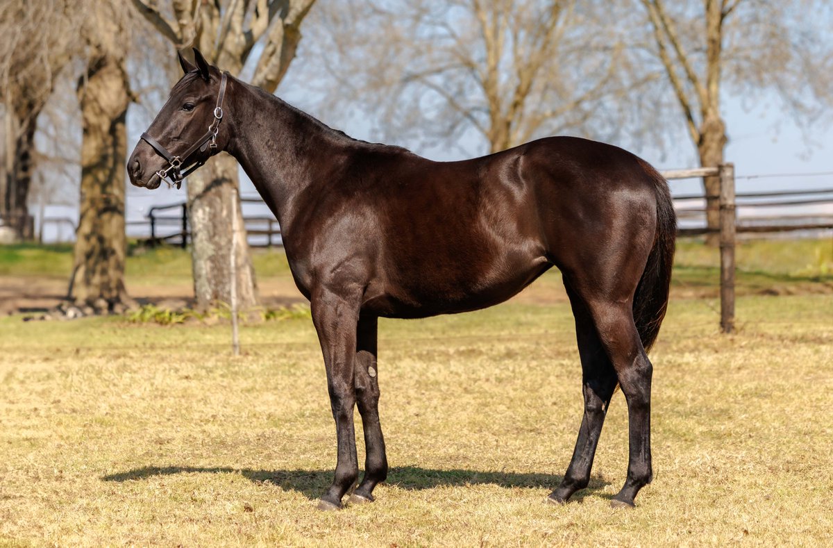 LegislateSaf's tweet photo. Lot 118 on the Aug 2YO Sale is a classy filly by Legislate out of Trippi mare, Island Girl. She is on offer from Blue Sky Thoroughbreds.

Her grandam, BEDLOE'S ISLAND, is a Gr2 winner and a half sister to COUNT THE MONEY, and BUY AND SELL.

https://t.co/xkLadpjXCk https://t.co/ROrZOnuR0v
