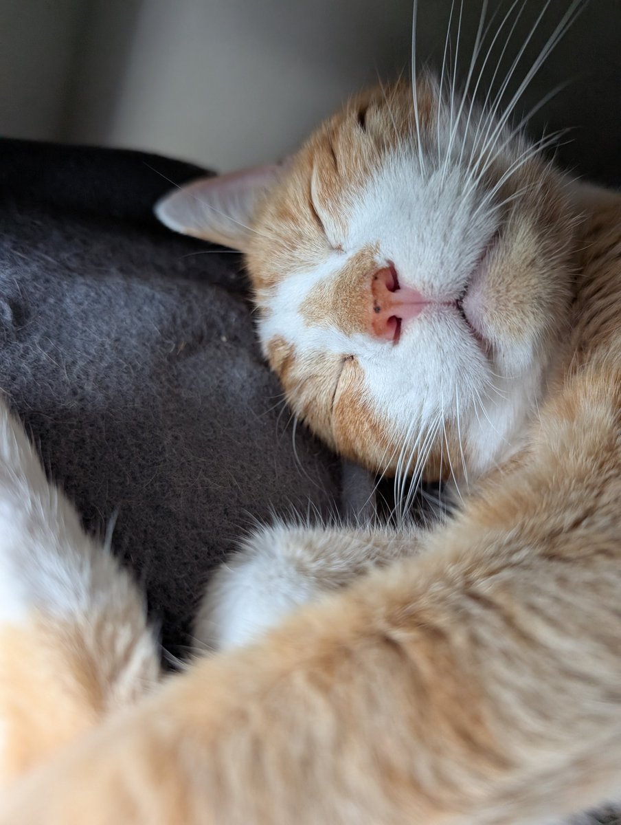 Livin' that life. 
#OrangeCat
#CatsOfTwitter