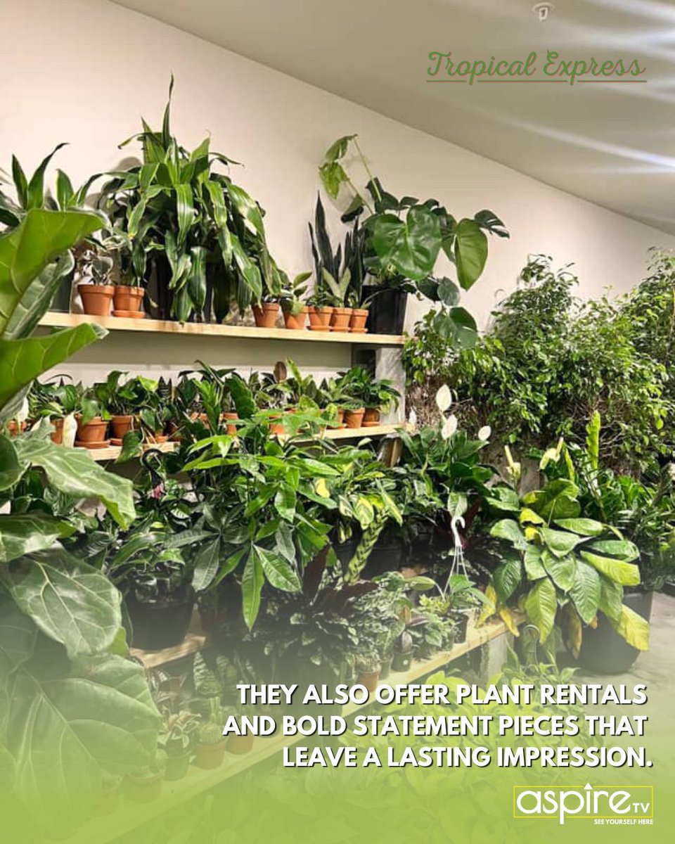 TVaspire's tweet image. Shop With Purpose this Black Business Month!🌿✨

At Tropical Express ATL, it’s more than décor—it’s an experience!

Lift up small Black-owned businesses like this one, or spotlight your own by joining aspireMKTPLC! 🛍️ mktplc.aspire.tv

#ShopBlack | #aspireMKTPLC