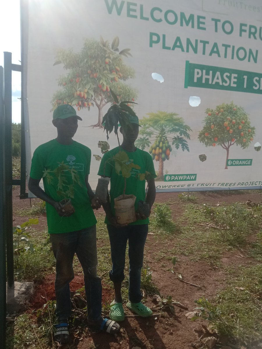 FruitTreesNg's tweet photo. At FruitTreesNg Plantation estate, we are planting:
1. Grapes
2. Guava
3. Oranges 
4. Mangos 
5. Pawpaw (papaya)
6. Moringa
7. Jatropha.

All hybrids.
Indeed, until Nigeria farms, Nigeria is not working!. https://t.co/PzVstyDG9A