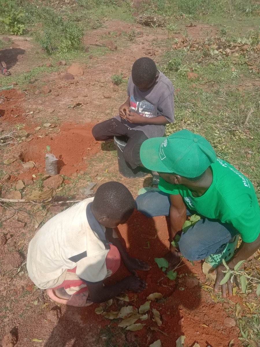 FruitTreesNg's tweet photo. At FruitTreesNg Plantation estate, we are planting:
1. Grapes
2. Guava
3. Oranges 
4. Mangos 
5. Pawpaw (papaya)
6. Moringa
7. Jatropha.

All hybrids.
Indeed, until Nigeria farms, Nigeria is not working!. https://t.co/PzVstyDG9A
