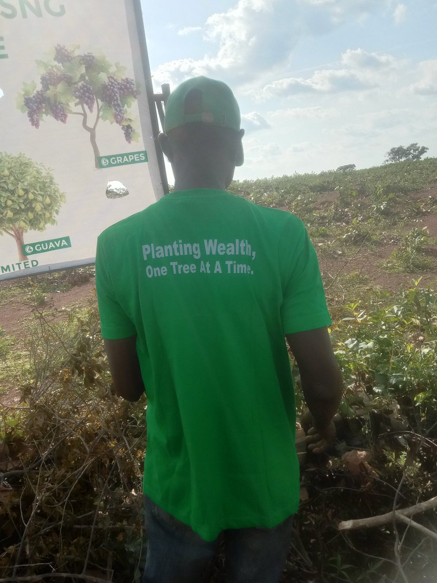 FruitTreesNg's tweet photo. At FruitTreesNg Plantation estate, we are planting:
1. Grapes
2. Guava
3. Oranges 
4. Mangos 
5. Pawpaw (papaya)
6. Moringa
7. Jatropha.

All hybrids.
Indeed, until Nigeria farms, Nigeria is not working!. https://t.co/PzVstyDG9A