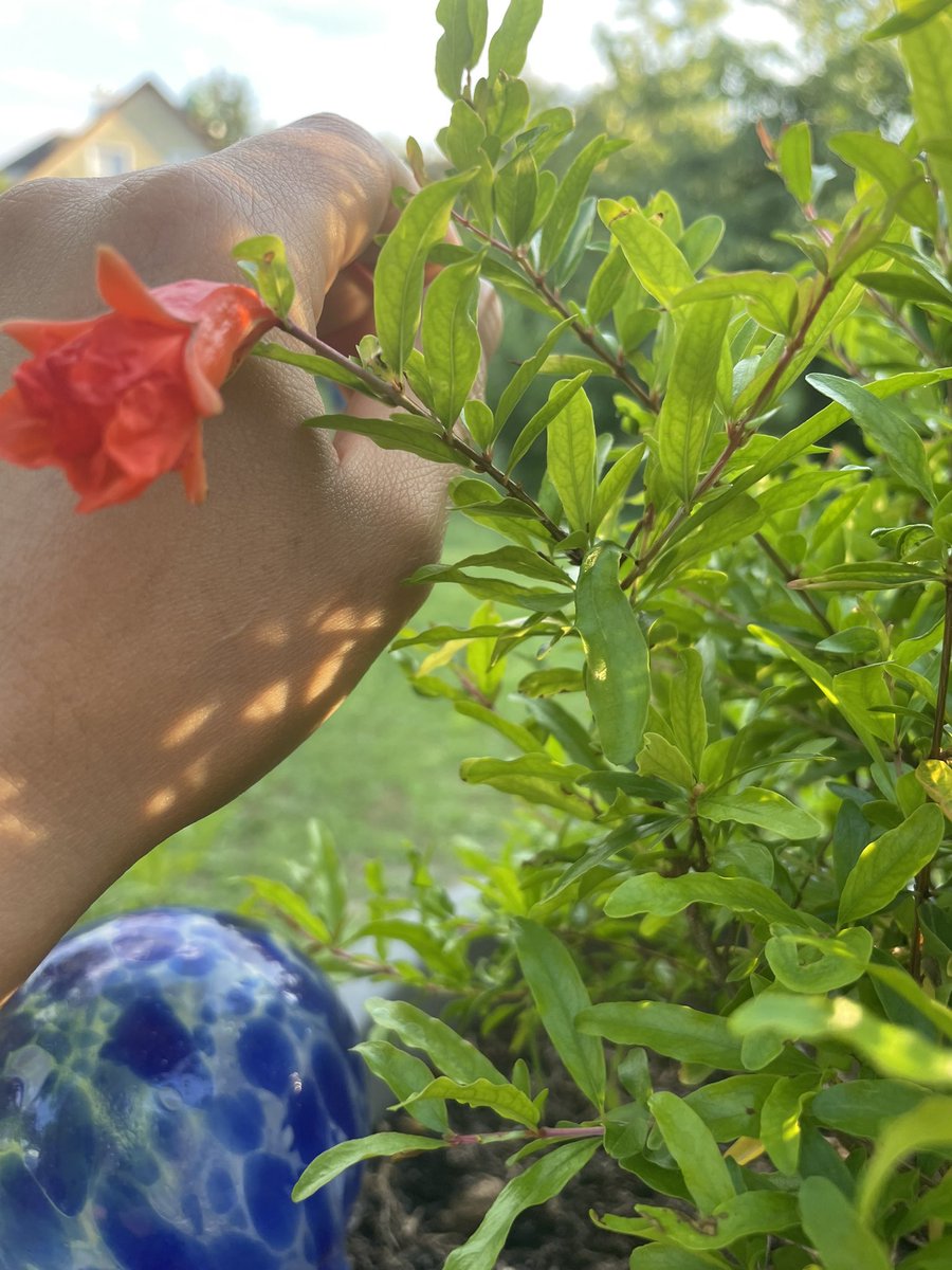 امسال یه گلدون انار خریدم که مقاوم در برابر سرماست 
این هفته یه دونه گل  داده 
ببینم در کوه های آلپ انار میتونیم تولید کنیم یا نه