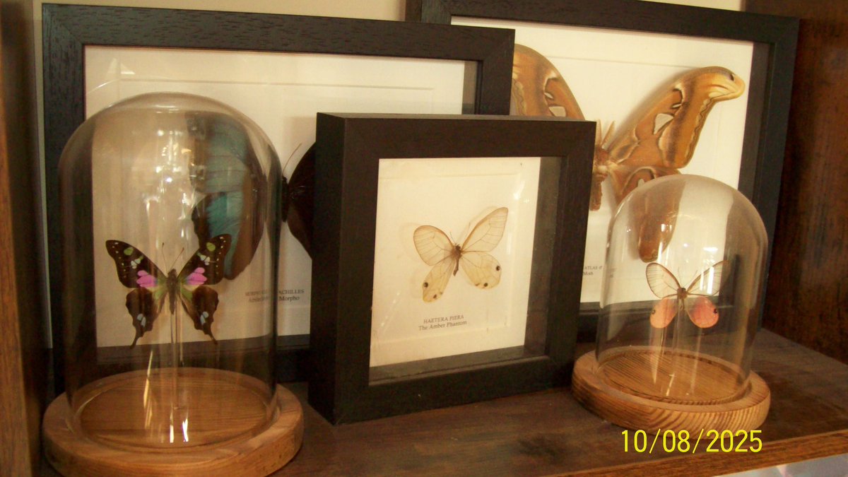 A little glimpse ✨️