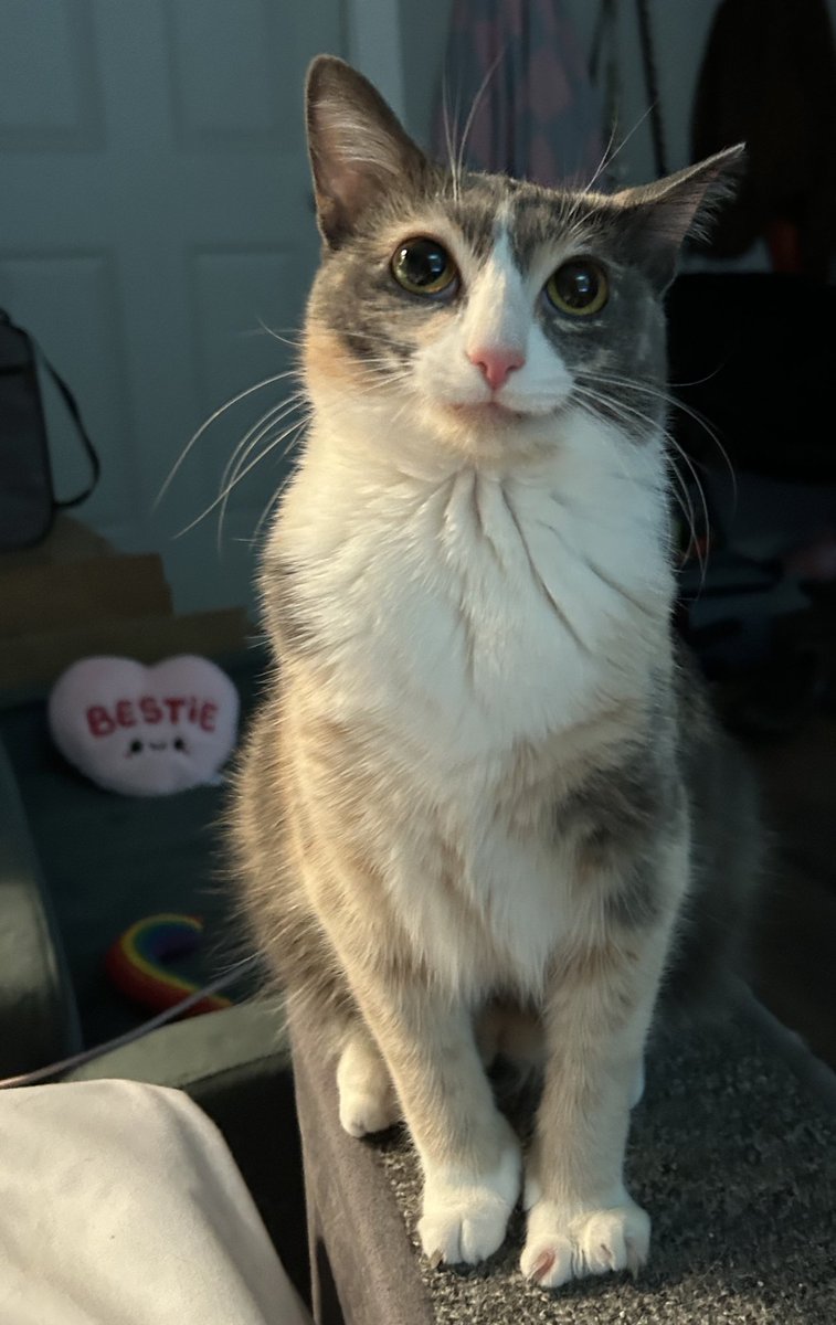 oreo & monkey (@oreoeocat) on Twitter photo 