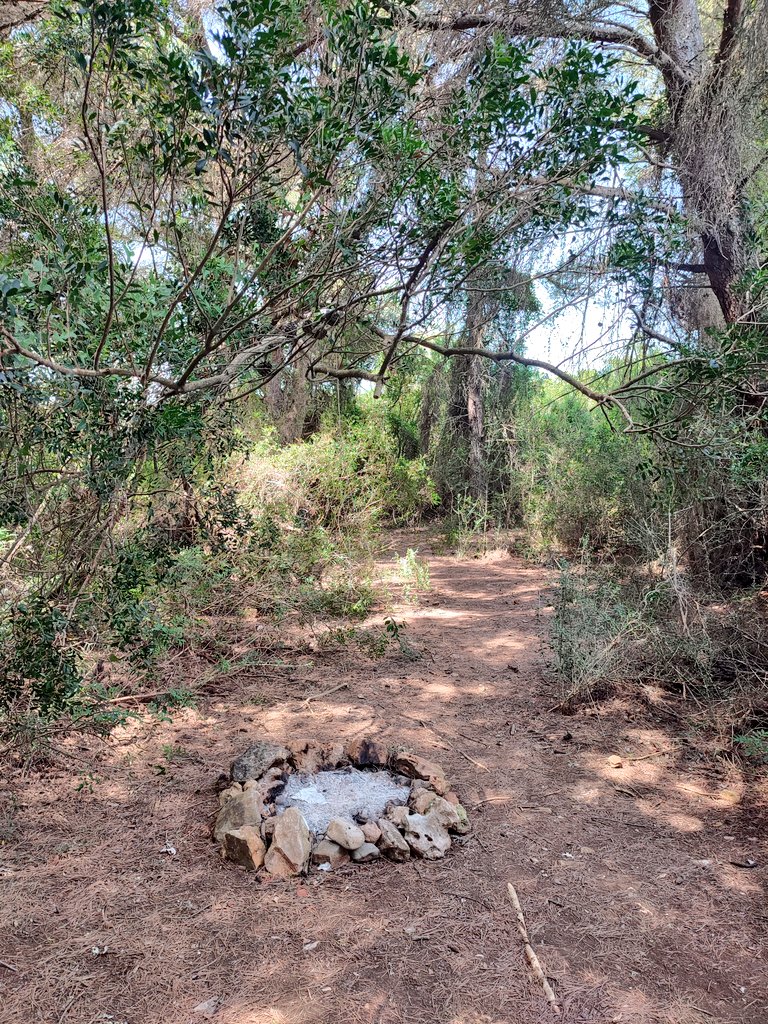No sé ni què dir, la veritat. Un foc recent, que encara feia olor, avui dematí a sa Canova. Dins el pinar de s'Entrada. Vent, calor, continuïtat forestal. Tots els ingredients hi són aquí, tret del seny.