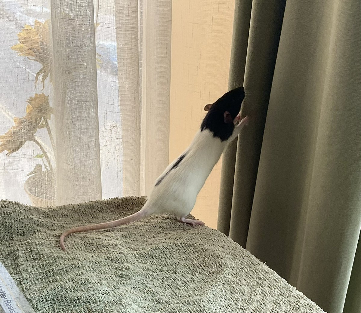 Liz🐁🐁🏴󠁧󠁢󠁷󠁬󠁳󠁿 tweet media