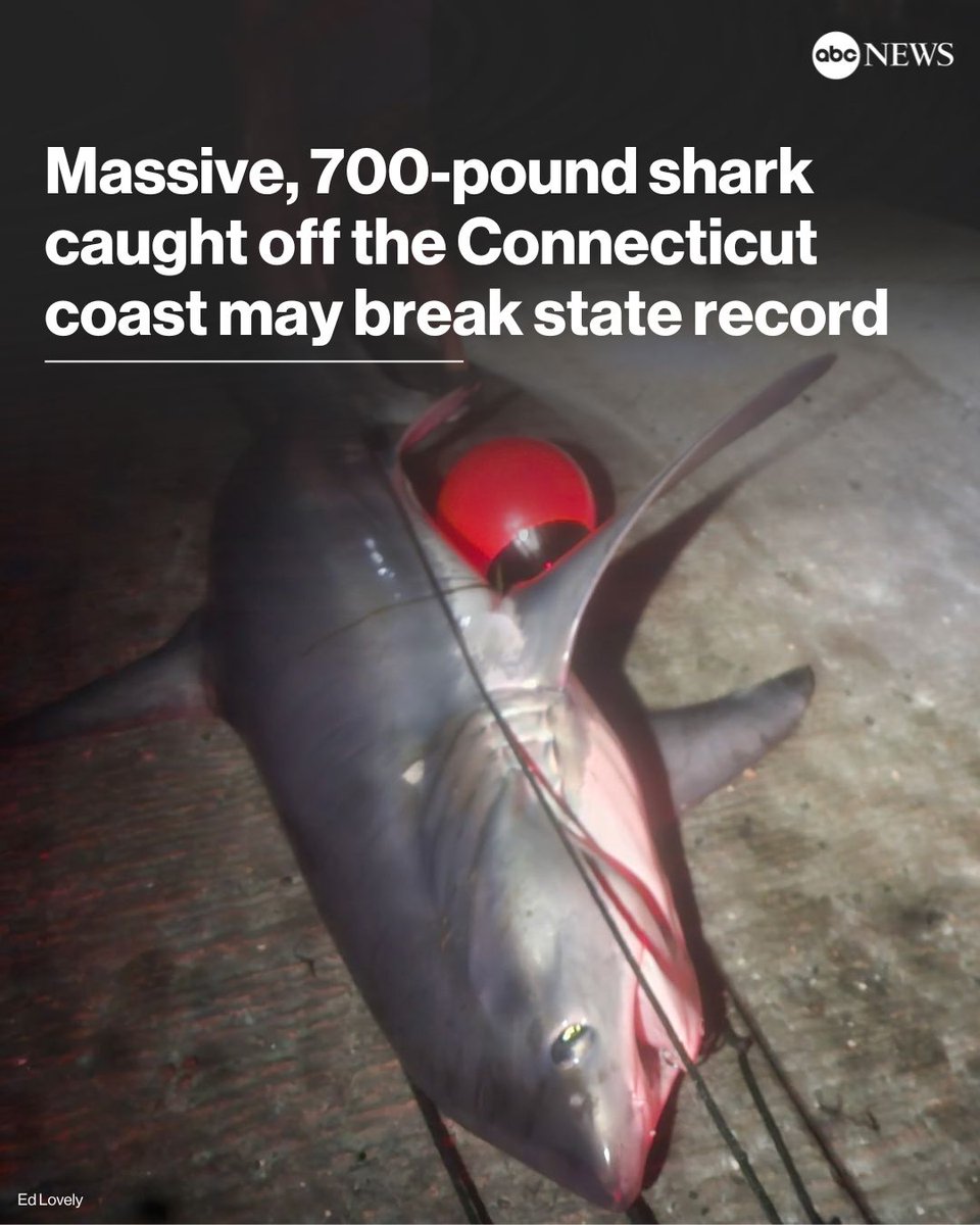 ABC's tweet image. Two men caught an estimated 700-pound shark off the Connecticut coast, potentially breaking the state's record, one of the fishermen told ABC News. abcnews.link/o01Boaj