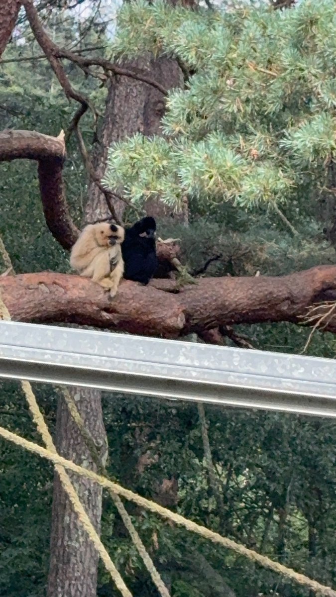 RoxWBK's tweet photo. @MWApeRescue I was there when they were moving in November, and having found them still not back on my next visit in June, I was very happy to see them finally back in their lovely forest on my last visit just over a week ago! https://t.co/RUaB4BUBx0