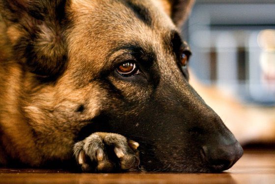 🔥🐕 Hitte-alert: te veel water ineens kan je hond doden!
Stop op tijd met zwemmen/spelen met💧 → suf? braken? wankelen? Bel de dierenarts!