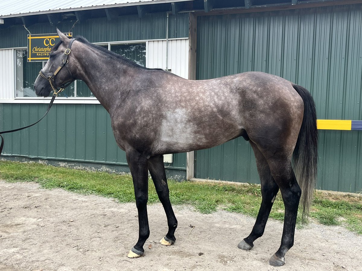 Adelphi Racing Club (@adelphiclub) on Twitter photo The panda is back in today’s last race in Saratoga! Let’s go Pandagate!!! 🐼
<a href="/DavisJockey/">Dylan Davis 🇺🇸🏇🍀</a> rides for <a href="/clementstable/">Clement Racing Stable</a> The panda is back in today’s last race in Saratoga! Let’s go Pandagate!!! 🐼
<a href="/DavisJockey/">Dylan Davis 🇺🇸🏇🍀</a> rides for <a href="/clementstable/">Clement Racing Stable</a>