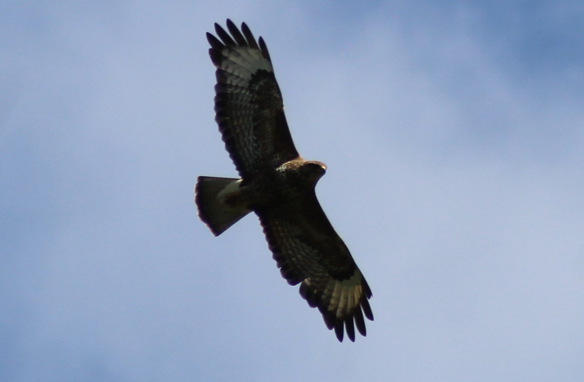 Borders Dexy (@dexysrun) on Twitter photo Spread your wings Buzzard
<a href="/Natures_Voice/">RSPB</a> <a href="/birdingplaces/">Birdingplaces</a> <a href="/RSPBScotland/">RSPB Scotland</a>
#BirdsOfTwitter #BirdsSeenIn2025 #NatureBeauty #birdwatching <a href="/Britnatureguide/">The British Nature Guide</a>
#TwitterNatureCommunity #BirdsUp #birdsphotography <a href="/RSPBbirders/">RSPB Birders</a>
<a href="/wildbirdtrust/">The Wild Bird Trust</a> <a href="/BirdGuides/">BirdGuides</a> <a href="/NatureScotland/">naturalscotland</a> Spread your wings Buzzard
<a href="/Natures_Voice/">RSPB</a> <a href="/birdingplaces/">Birdingplaces</a> <a href="/RSPBScotland/">RSPB Scotland</a>
#BirdsOfTwitter #BirdsSeenIn2025 #NatureBeauty #birdwatching <a href="/Britnatureguide/">The British Nature Guide</a>
#TwitterNatureCommunity #BirdsUp #birdsphotography <a href="/RSPBbirders/">RSPB Birders</a>
<a href="/wildbirdtrust/">The Wild Bird Trust</a> <a href="/BirdGuides/">BirdGuides</a> <a href="/NatureScotland/">naturalscotland</a>