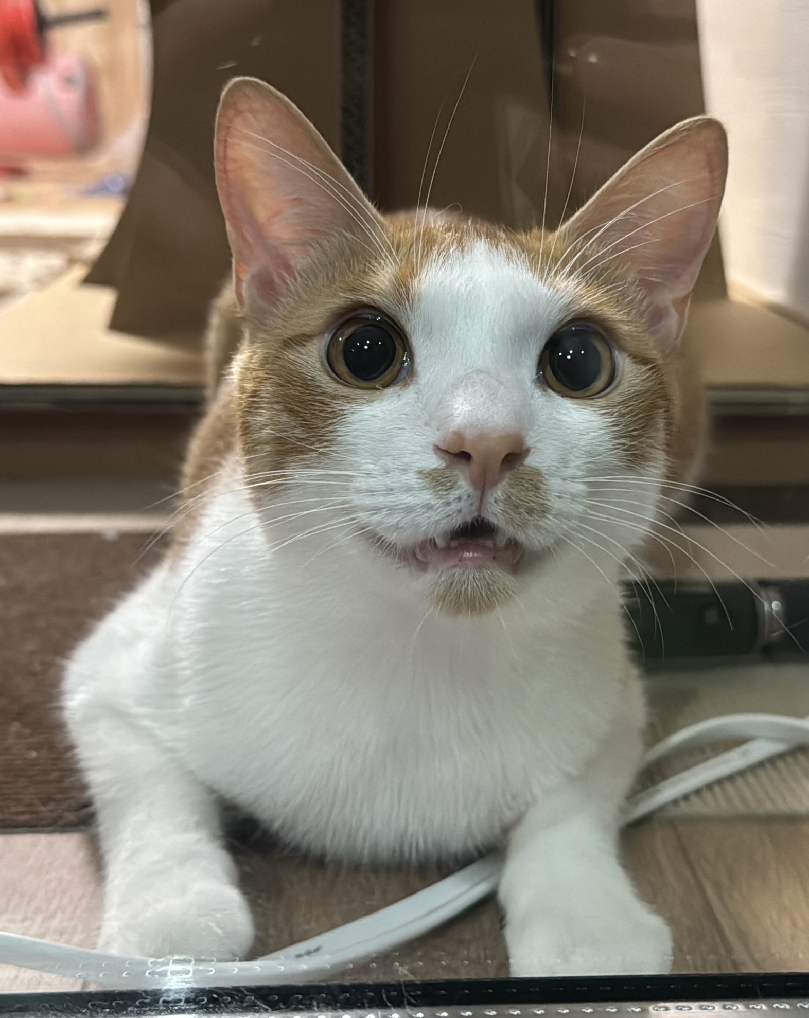 きじねこ キジっこ