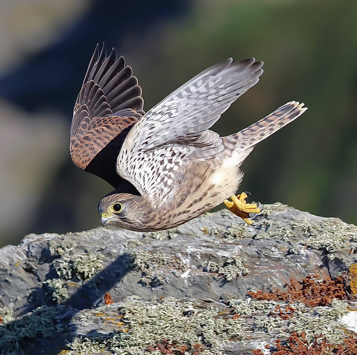 Juvenile Kestrel on the Cornish coast recently. #birdphotography #NaturePhotography #birds #birding #wildlifephotography #Naturelovers