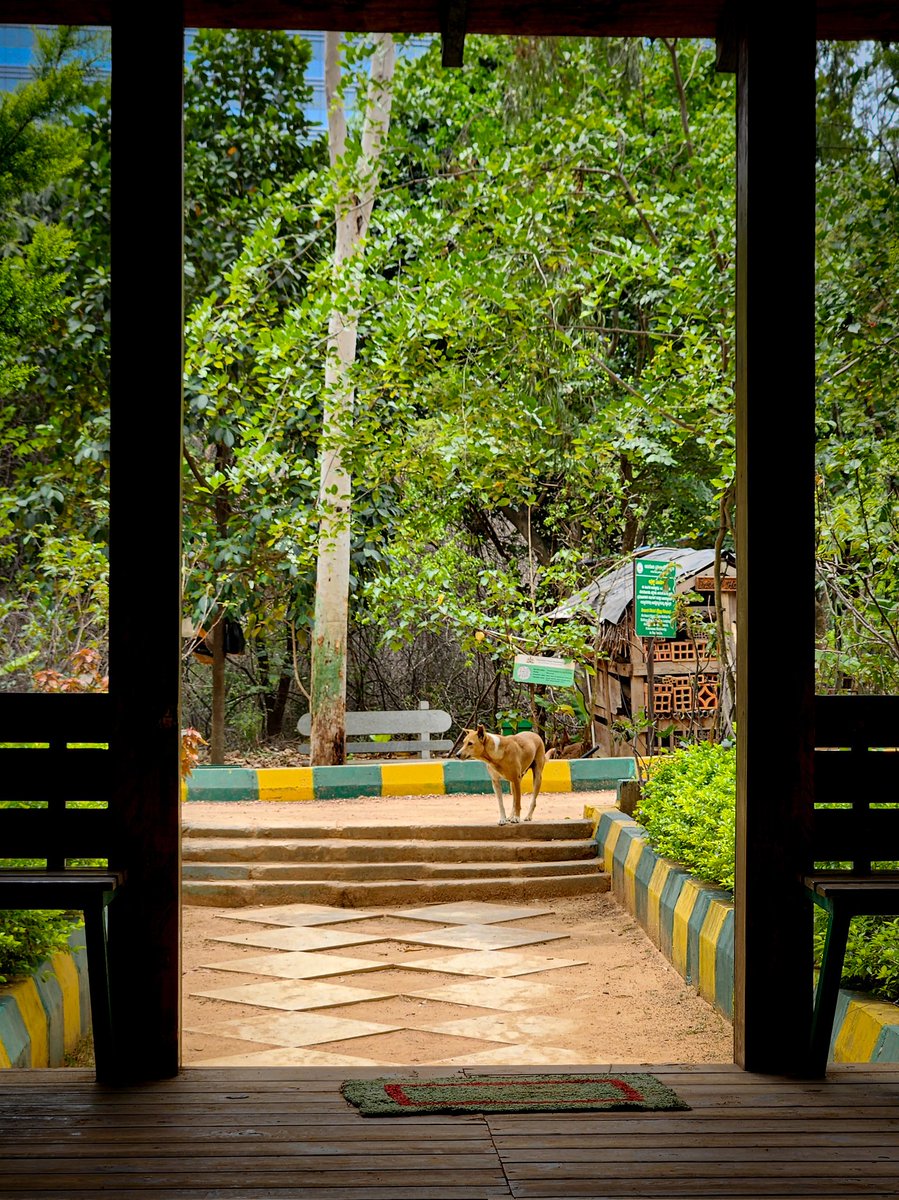 CodeReelJunkie's tweet image. 🤍

#kadugoditreepark