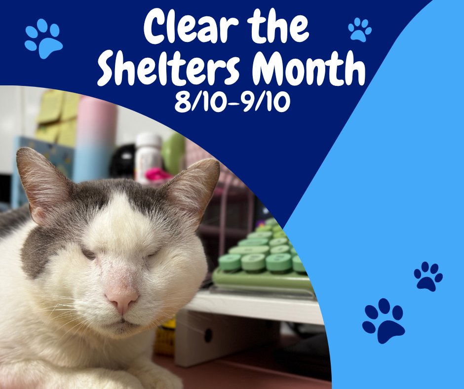 BlindCatRescue's tweet photo. 🐱 This #ClearTheShelters Month, don’t overlook shy, senior, or black cats; they need love too! Many wait longer for homes but have so much love to give. Visit a shelter &amp; consider adopting a hidden gem. https://t.co/BcWGDakFFn