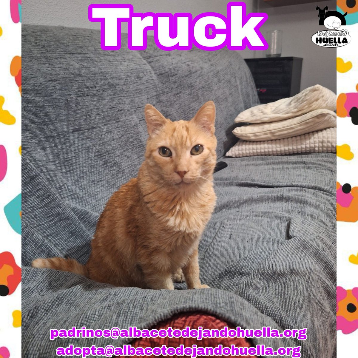 Dejando Huella AB (España) (@dejandohuellaab) on Twitter photo ¡Pero qué guapo es nuestro abuelete Truck!
Si buscas un gato tranquilo, que lo único que quiera sean mimos, este es tu gato 😍
🐱 padrinos@albacetedejandohuella.org
🐱 adopta@albacetedejandohuella.org ¡Pero qué guapo es nuestro abuelete Truck!
Si buscas un gato tranquilo, que lo único que quiera sean mimos, este es tu gato 😍
🐱 padrinos@albacetedejandohuella.org
🐱 adopta@albacetedejandohuella.org