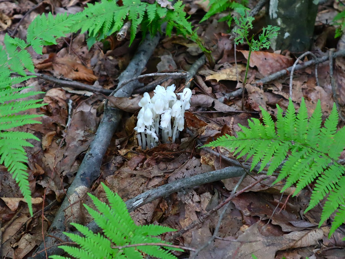 Friends of Wolf Trap National Park tweet media