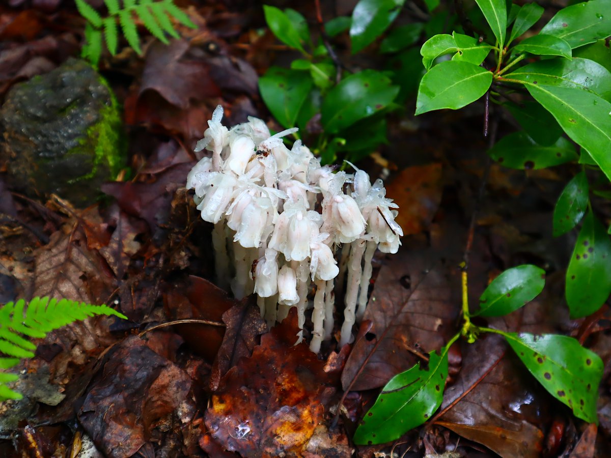 Friends of Wolf Trap National Park tweet media